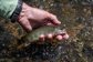 A native brook trout.
